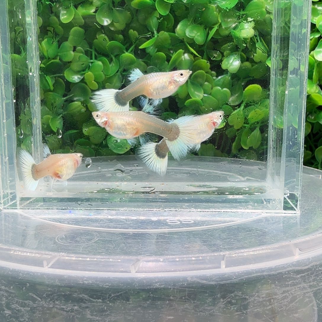 海水鱼黄礼服普通体4母