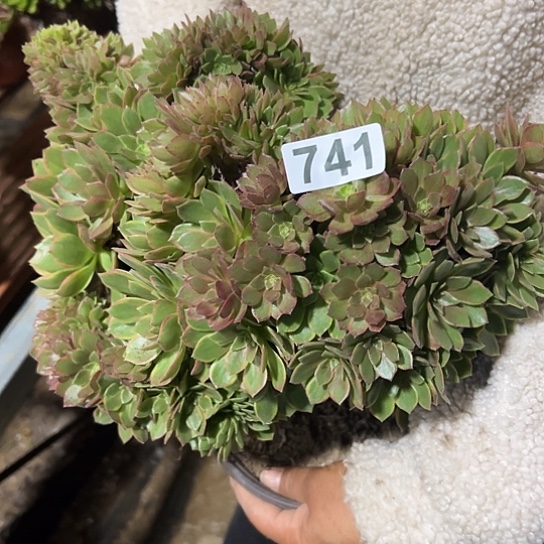 张***姐一颗多肉法师植物 741