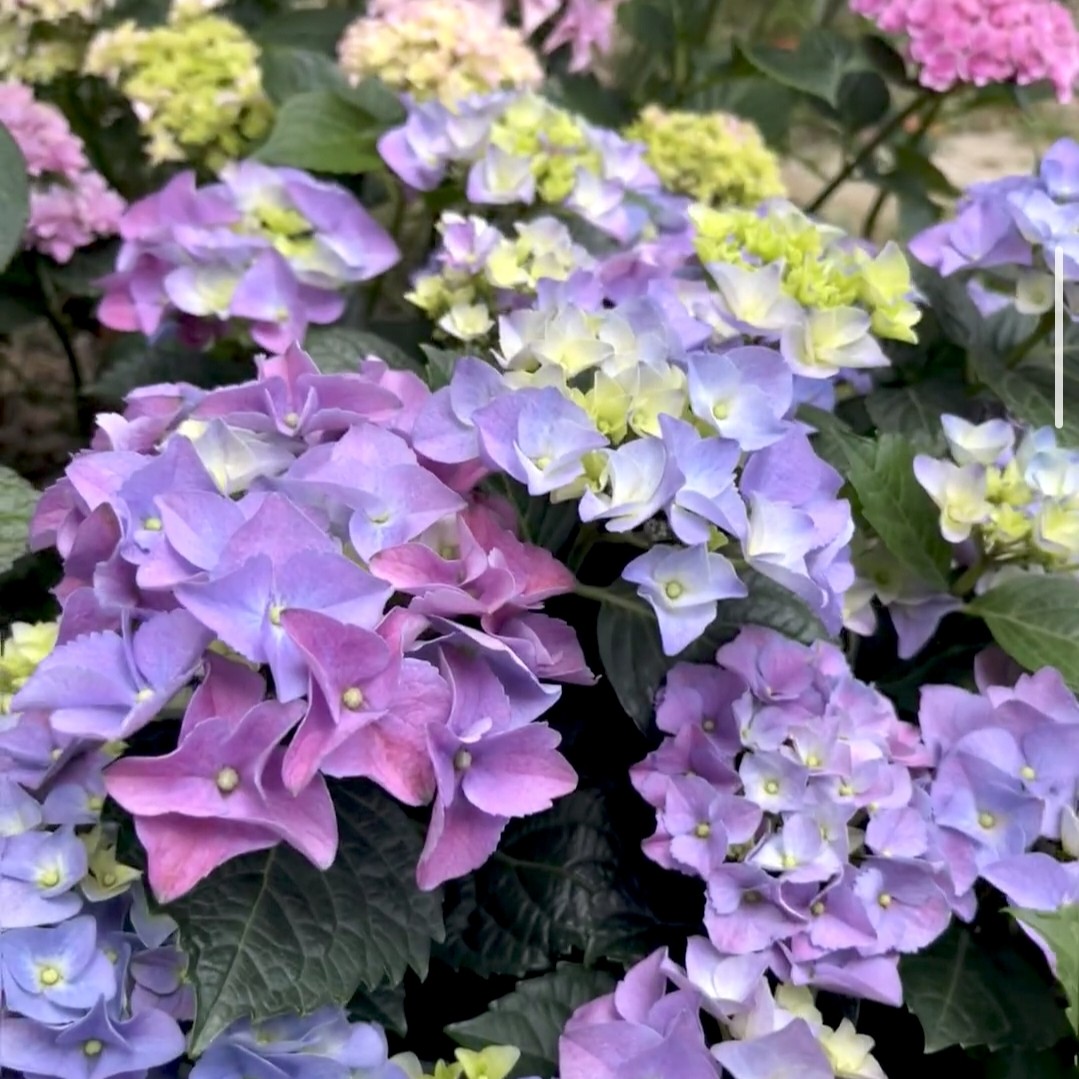 七彩沉香 一物一拍盆栽绣球（已发货不支持拒签和仅退款）