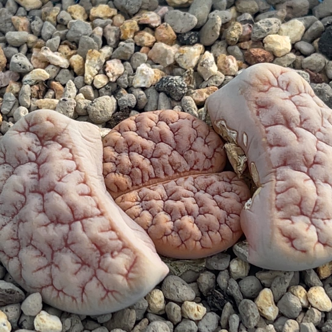 7942粉色凹凸铁189一颗