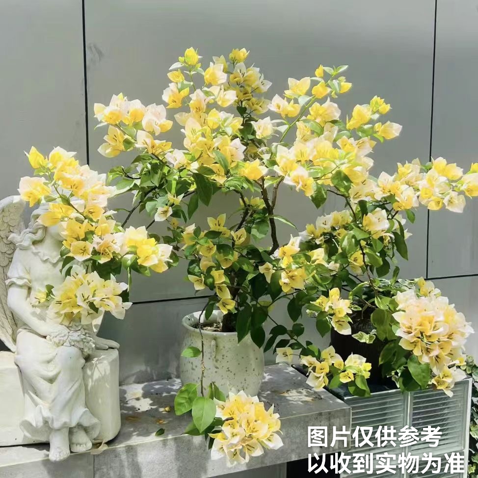 【苏瓦娜】三角梅勤花品种四季开花阳台庭院基地直发