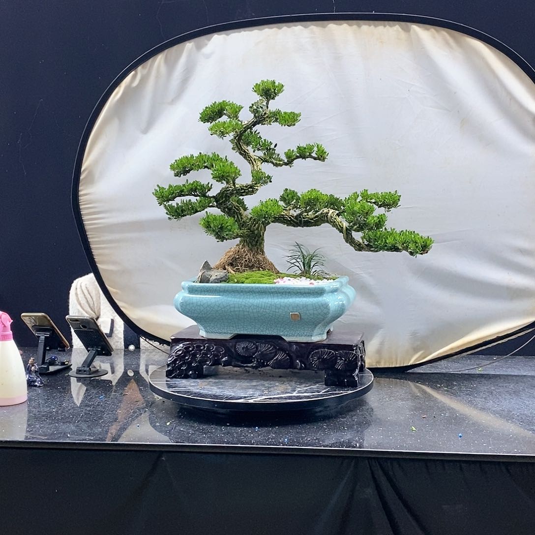 无花朵精品黄杨盆景