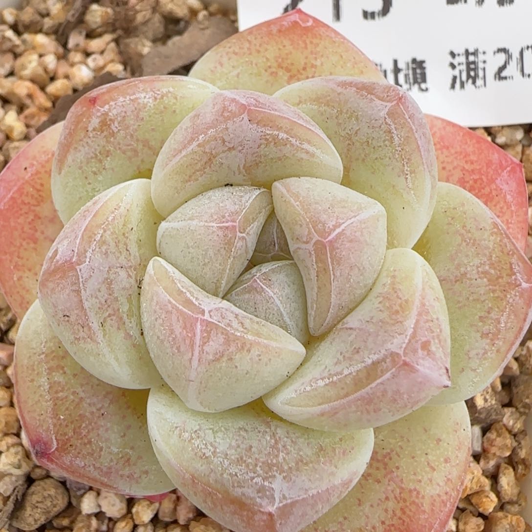 花语逸镜0203-213