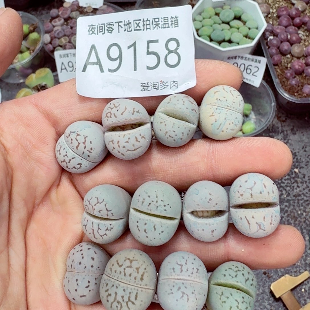 9158––零下地区需拍保温箱