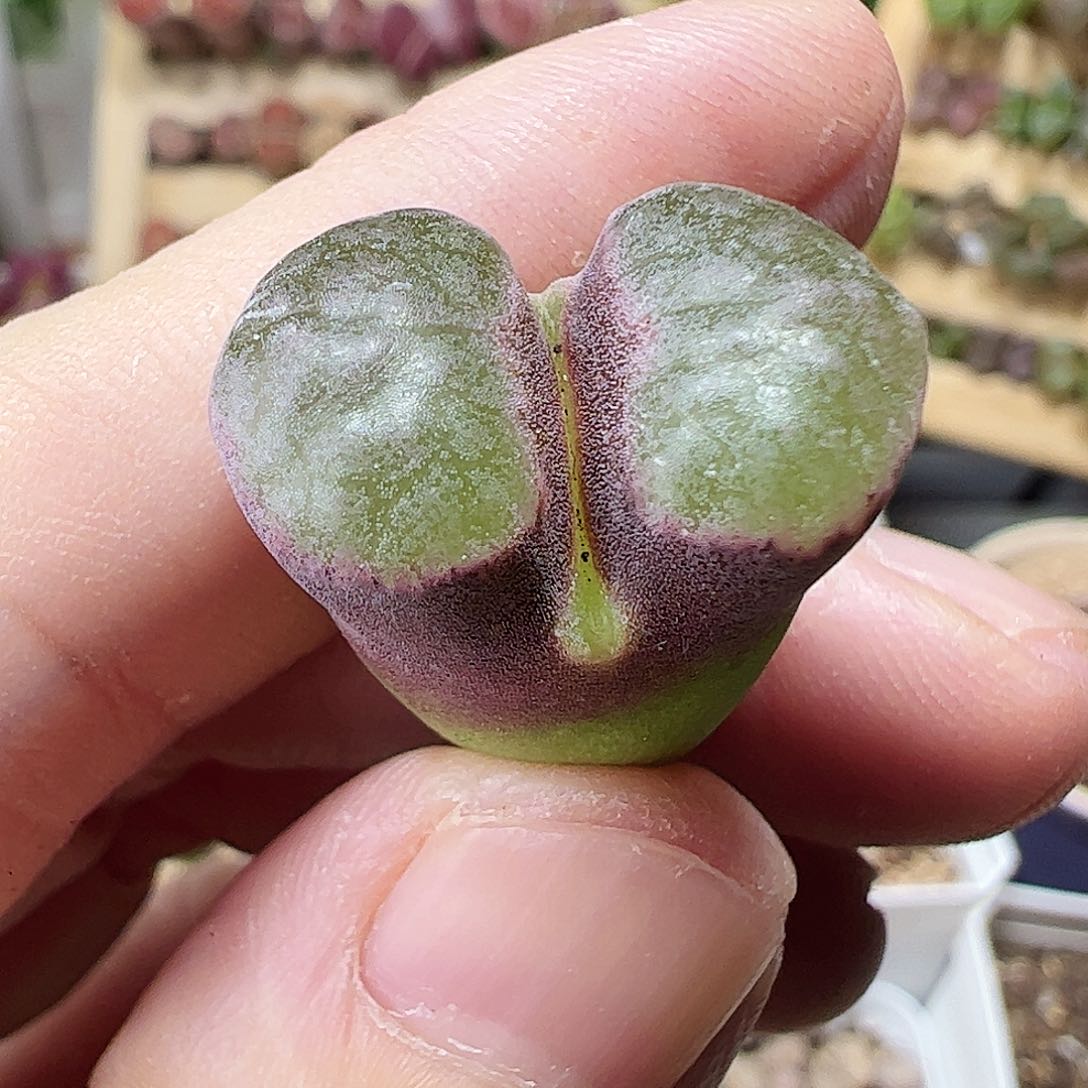 无花朵磁铁一颗包邮…………………