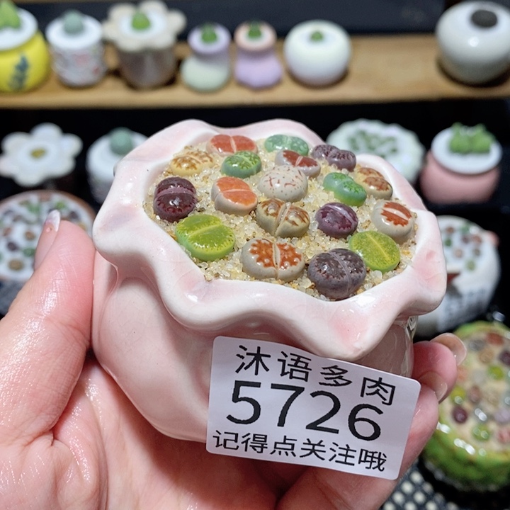 带盆土植物 一物一拍5726