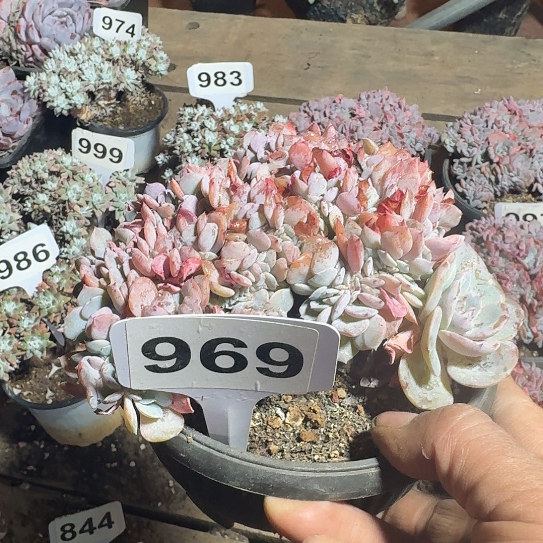 敬***生969海棠花缀123456789