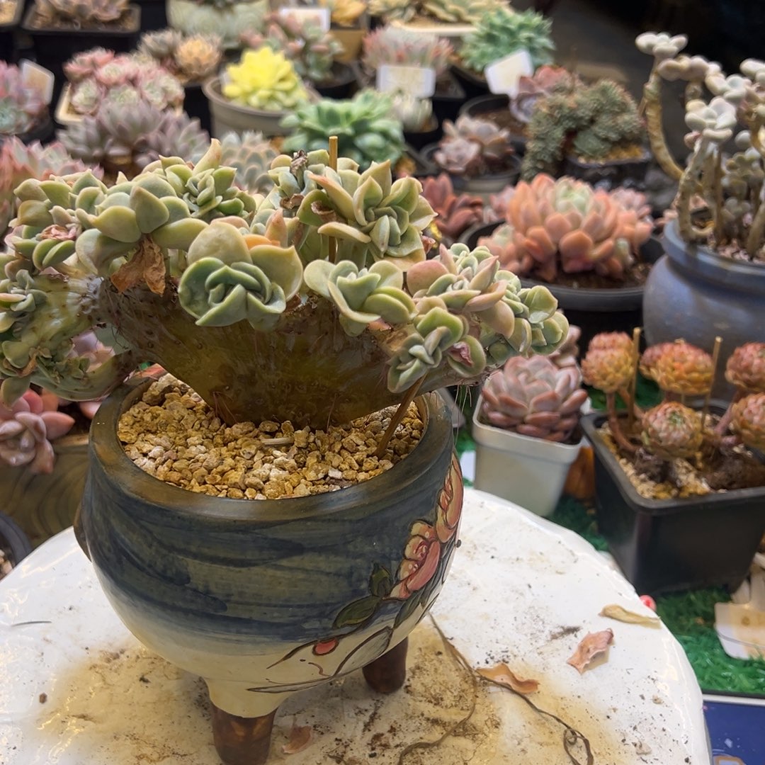 ****～，，，，，，，，，，，，，，，，