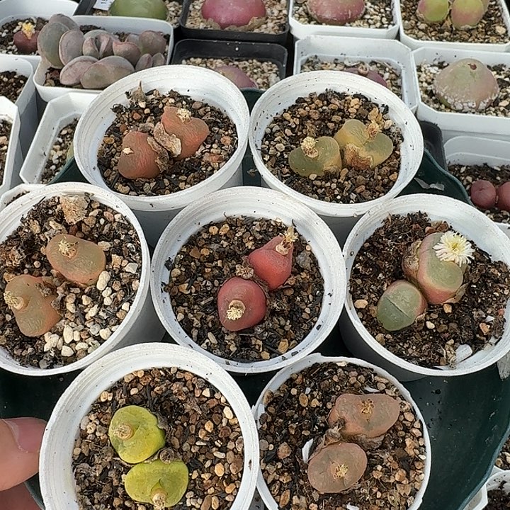 老马生石花双头毛2507