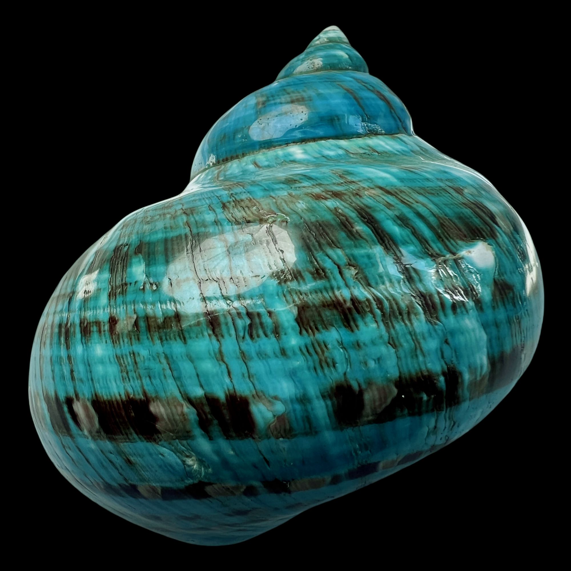 【帝王螺杯（特大！精品）】97.6mm 赠1串杯托 天然贝壳 C9