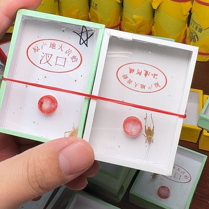 清***风蟋蟀大黄2只。       