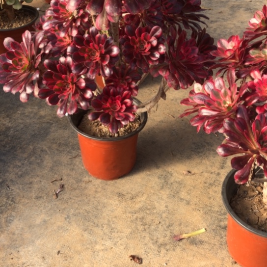 法师多肉植物麻*法师828