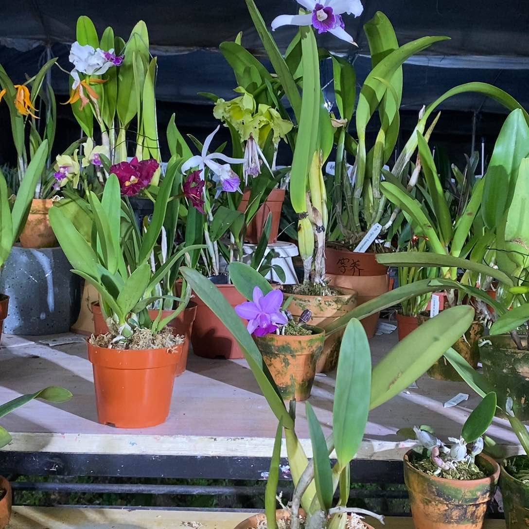 当前无花栽培后可以开花岁**安蓝路德