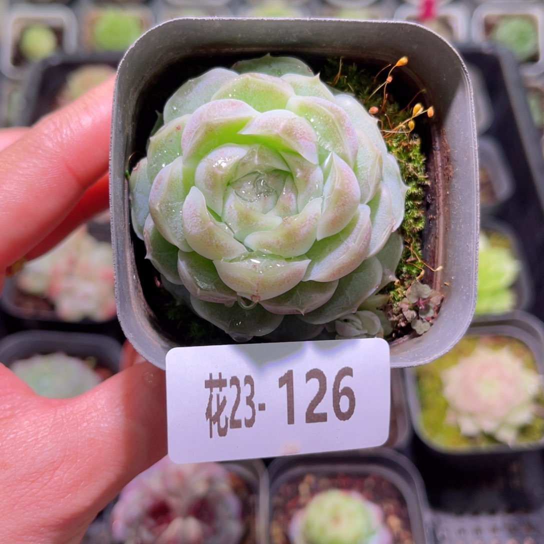 花利美23-126新品