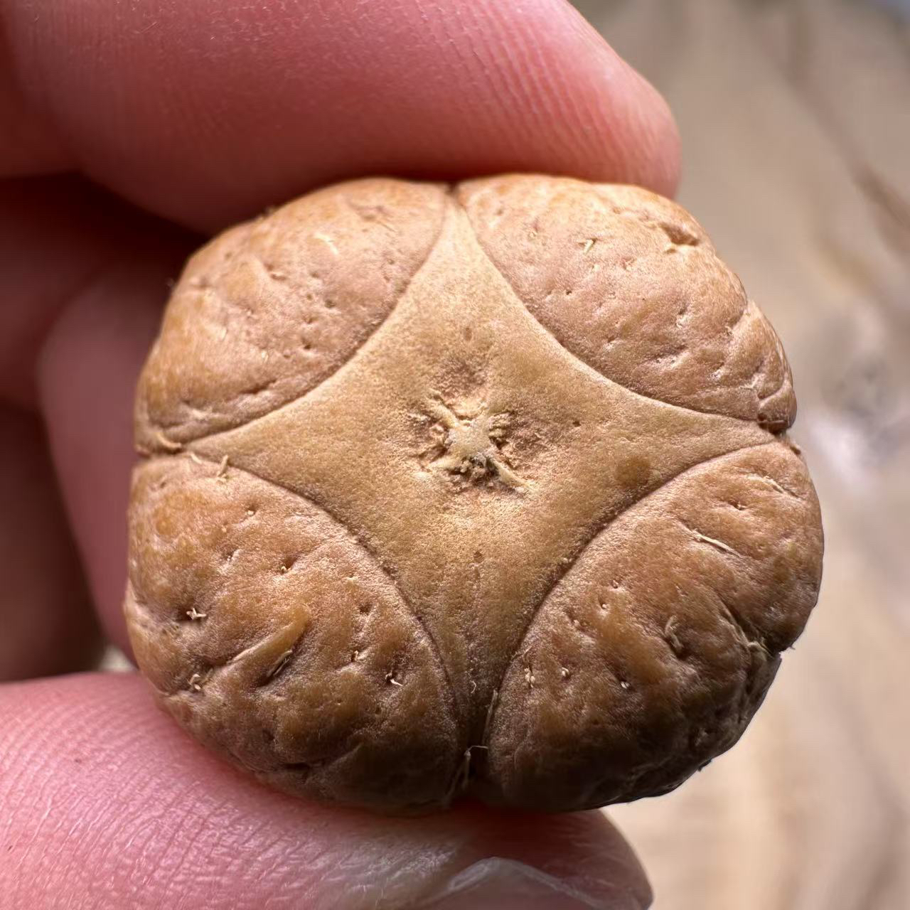 尼泊尔麒麟眼菩提，尺寸25，厚度16，s系列