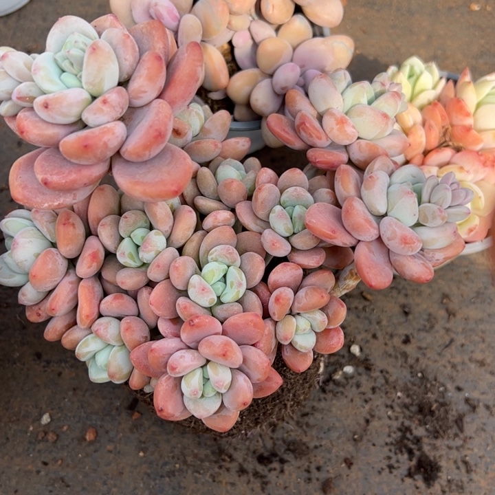 红洛神多肉植物11-11