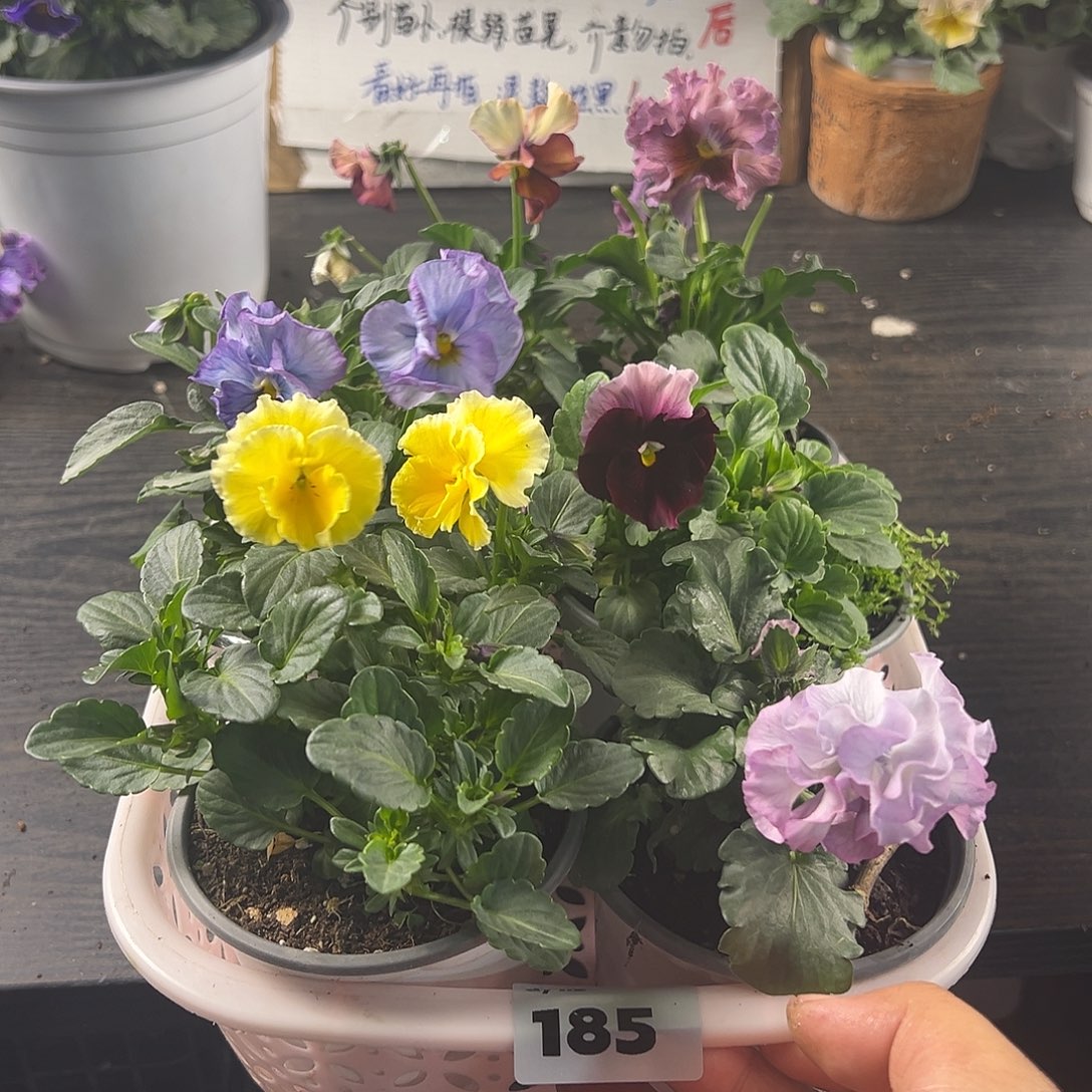 大部分花苞少量开放185号