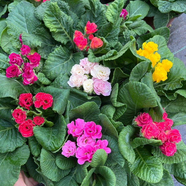 【报春花】盆栽花卉冬季耐寒四季开花带花苞阳台喜光