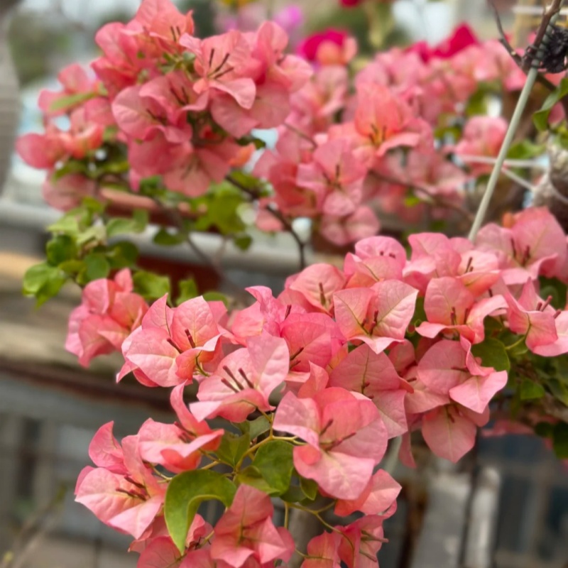 日落品种三角梅原生盆苗四季勤花耐热好养可爬藤飘枝适合庭院阳台