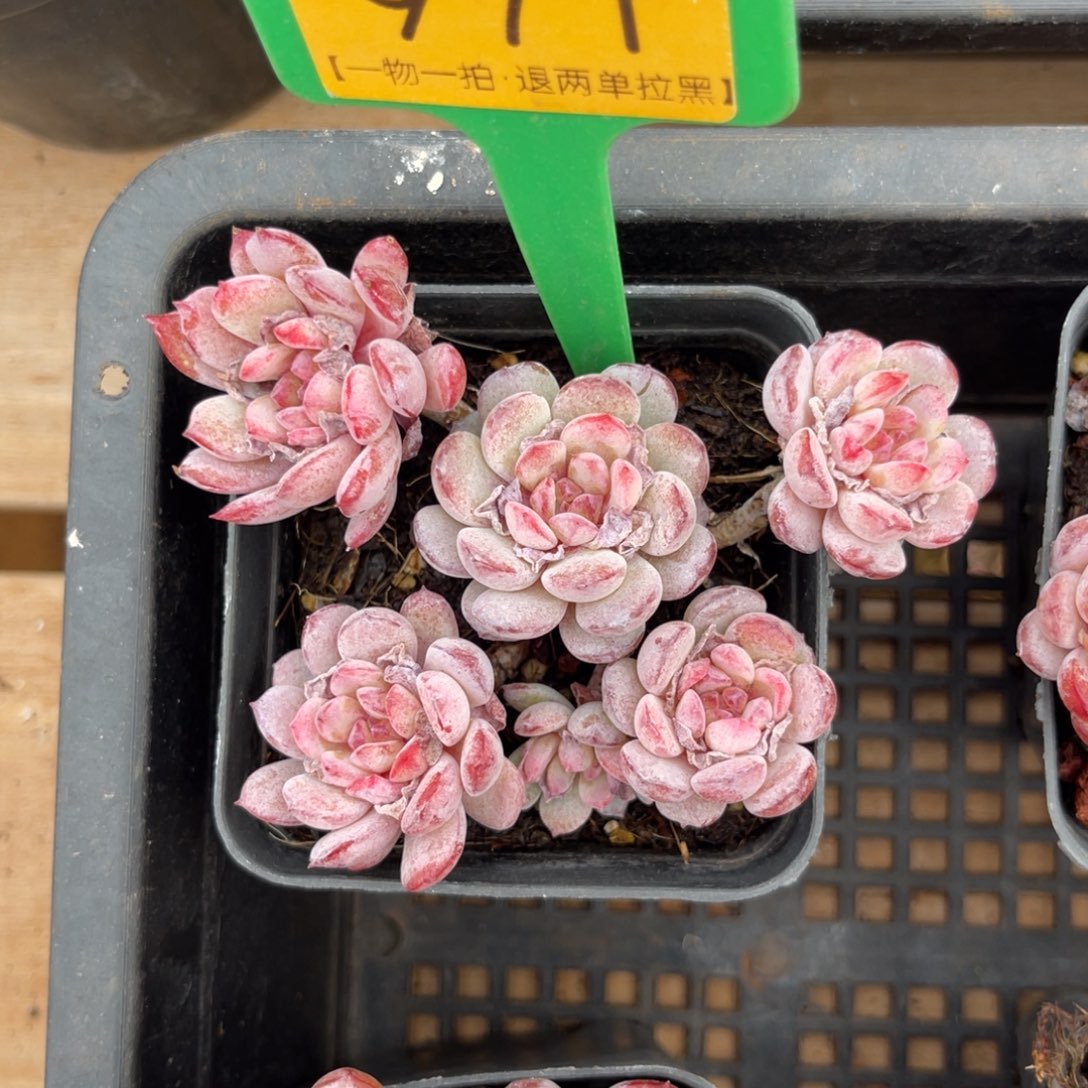 云尘多肉一物一拍不包整971