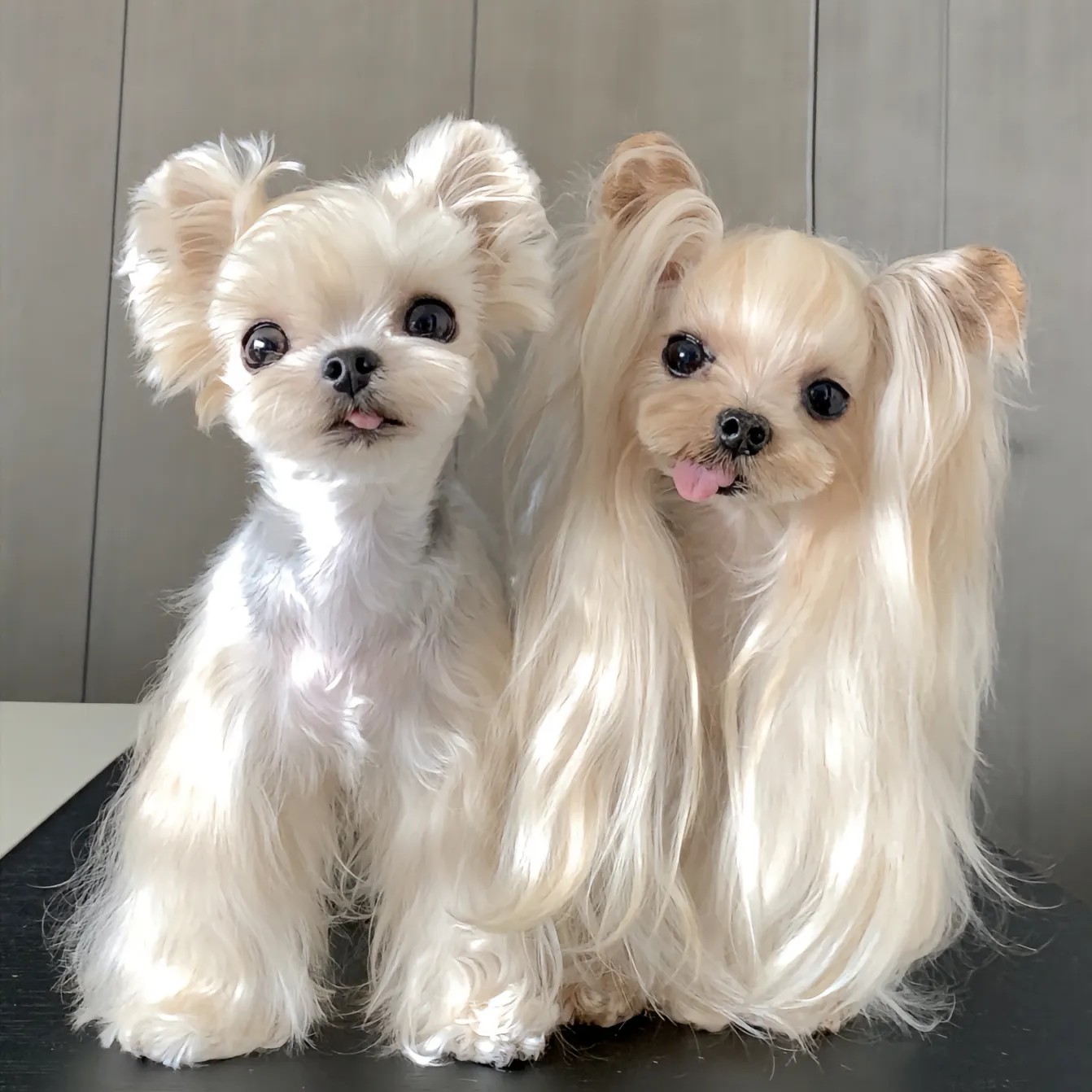 贵州酷狗约克夏幼犬