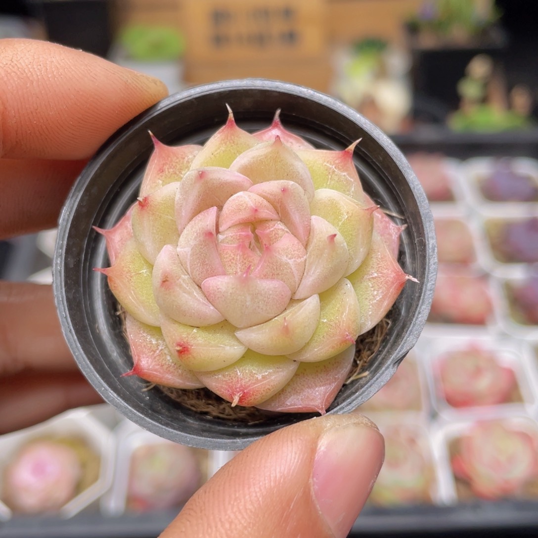 单头麦秆多肉9.9包邮发货