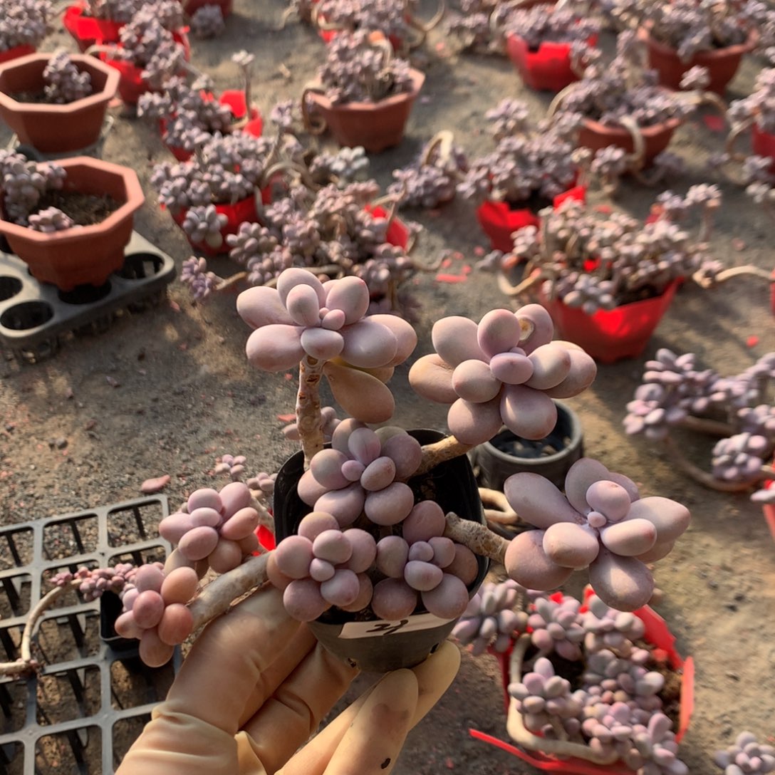 摆***烂桃蛋有瑕疵23号不带盆