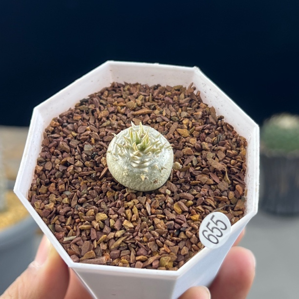 惠比须笑种播实生一物一拍655