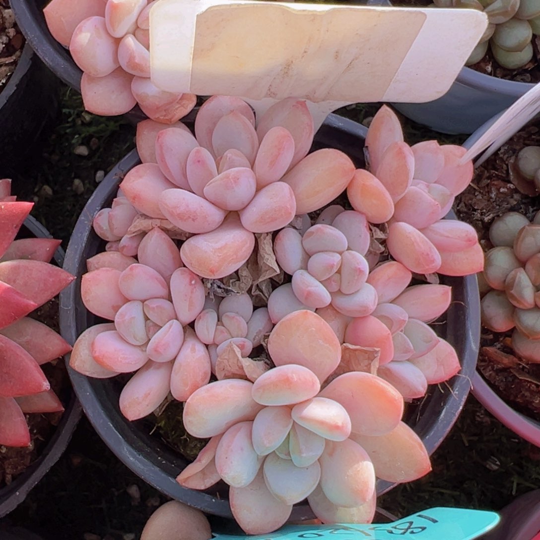 香玉的故事是一个人的故事