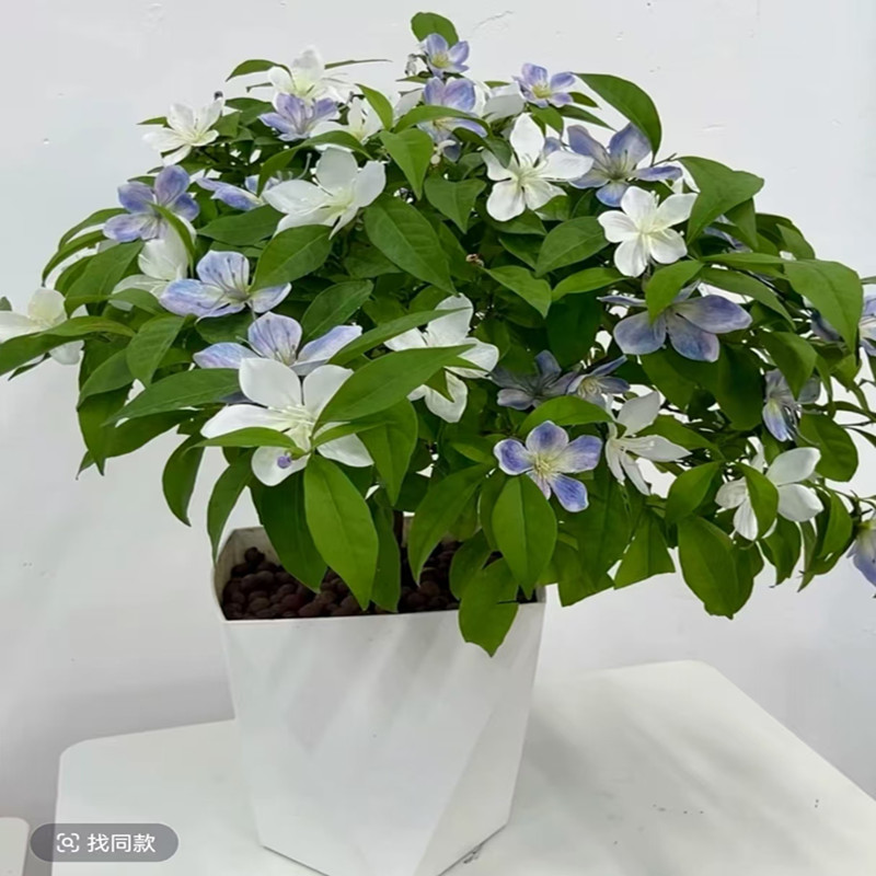 A双色茉莉盆栽多季节开花香味浓郁适合庭院阳台室内种植