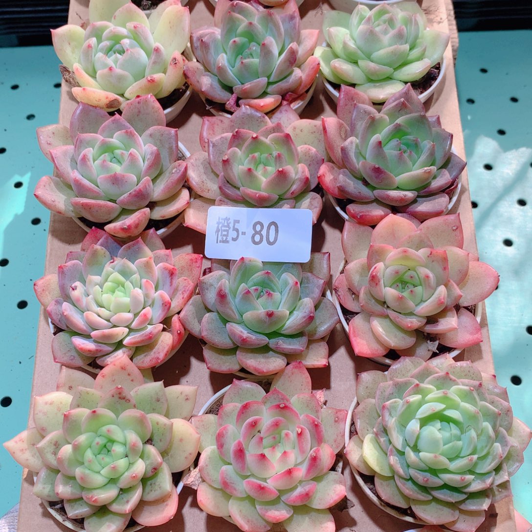 5-80一物一拍多肉带盆18颗