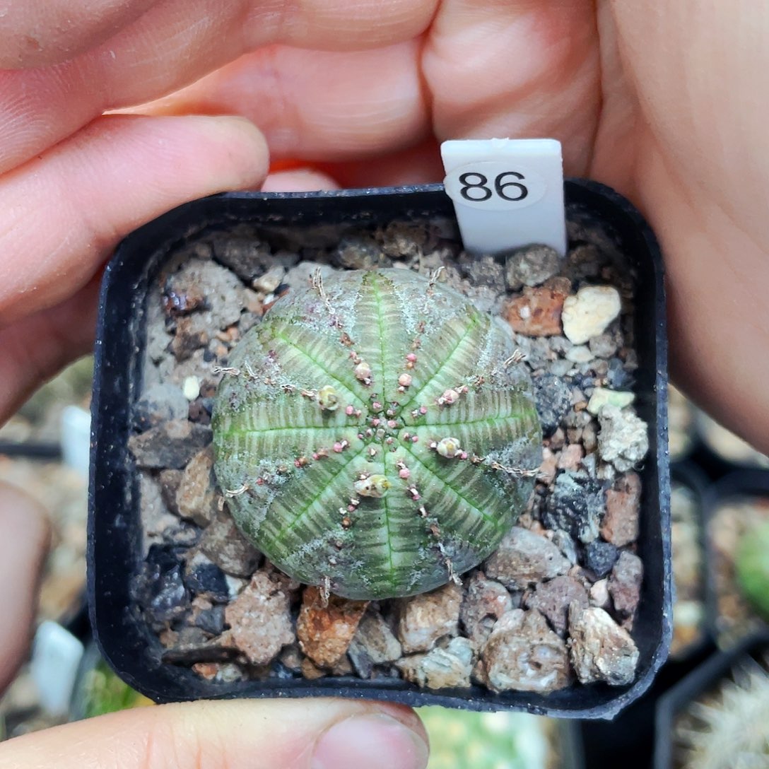 非偏远地区满25包邮仙人球