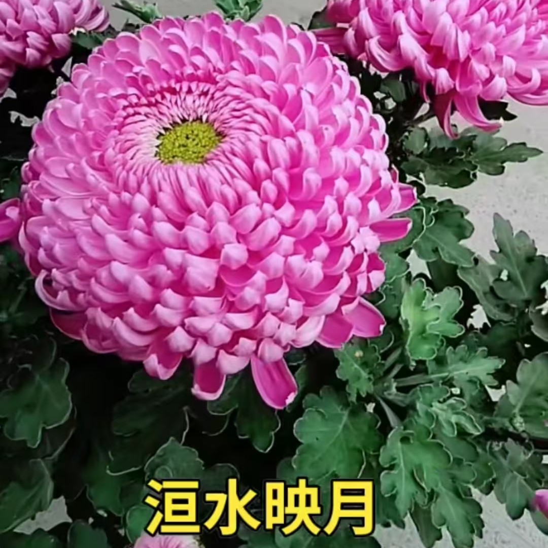 精品菊花苗洹水映月五颗