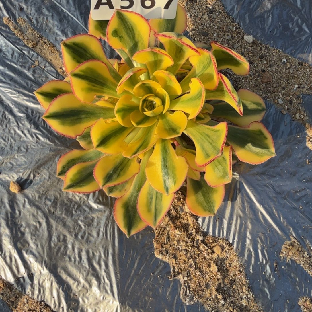 567太阳神。多肉植物