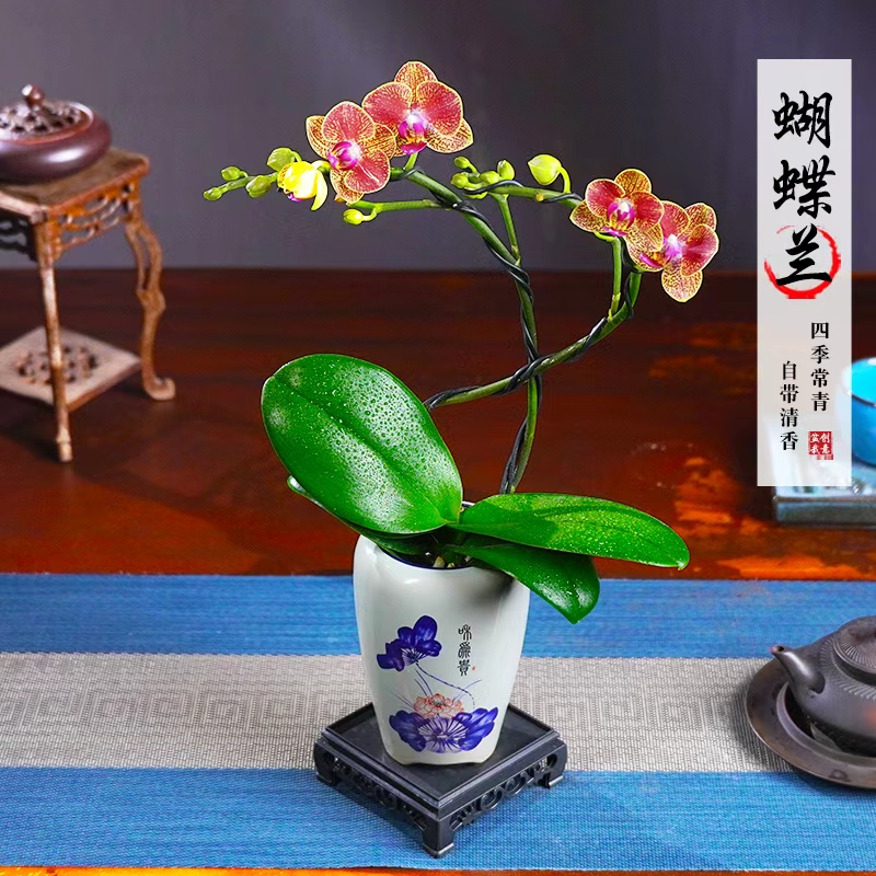元宝蝴蝶兰盆栽四季常青办公室内花卉绿植花开花桌面茶几净化空气