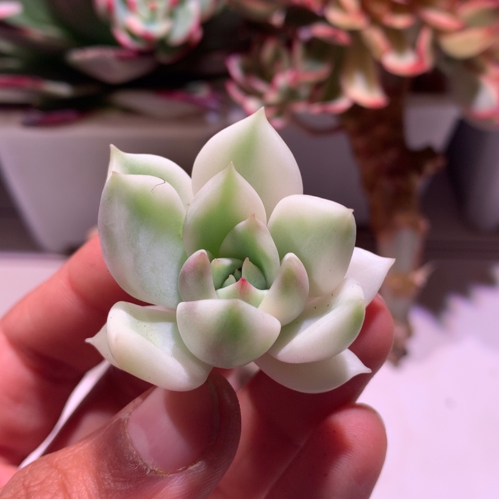 不知名东云锦腹轮锦