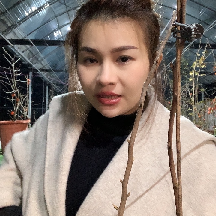 无花朵樱美人29.9