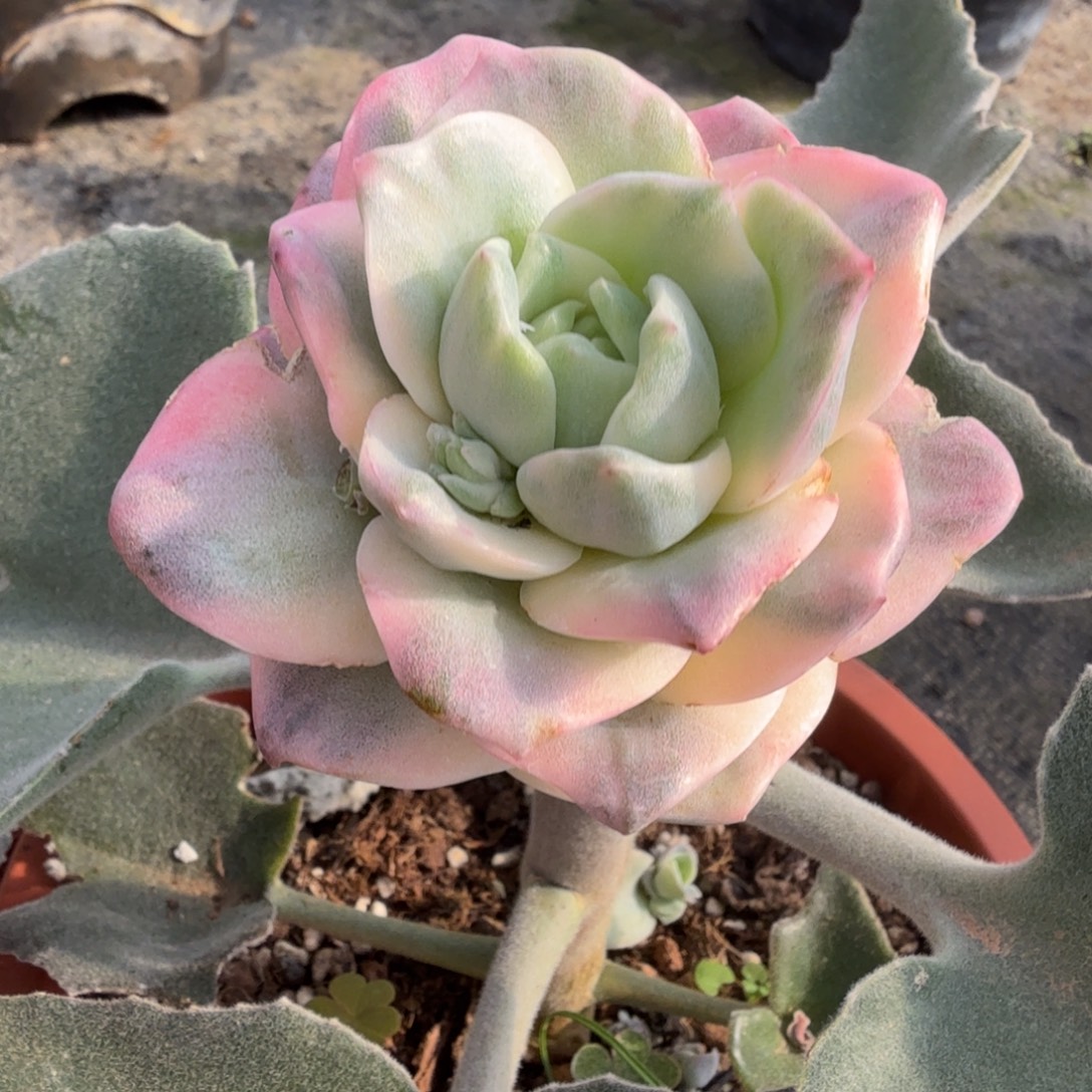 彩体可爱玫瑰 安吉园艺