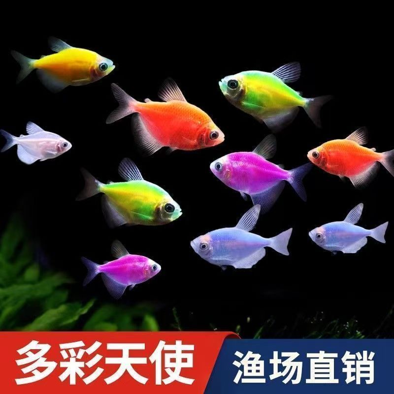 七彩糖果天使热带观赏鱼淡水鱼好养耐活群游