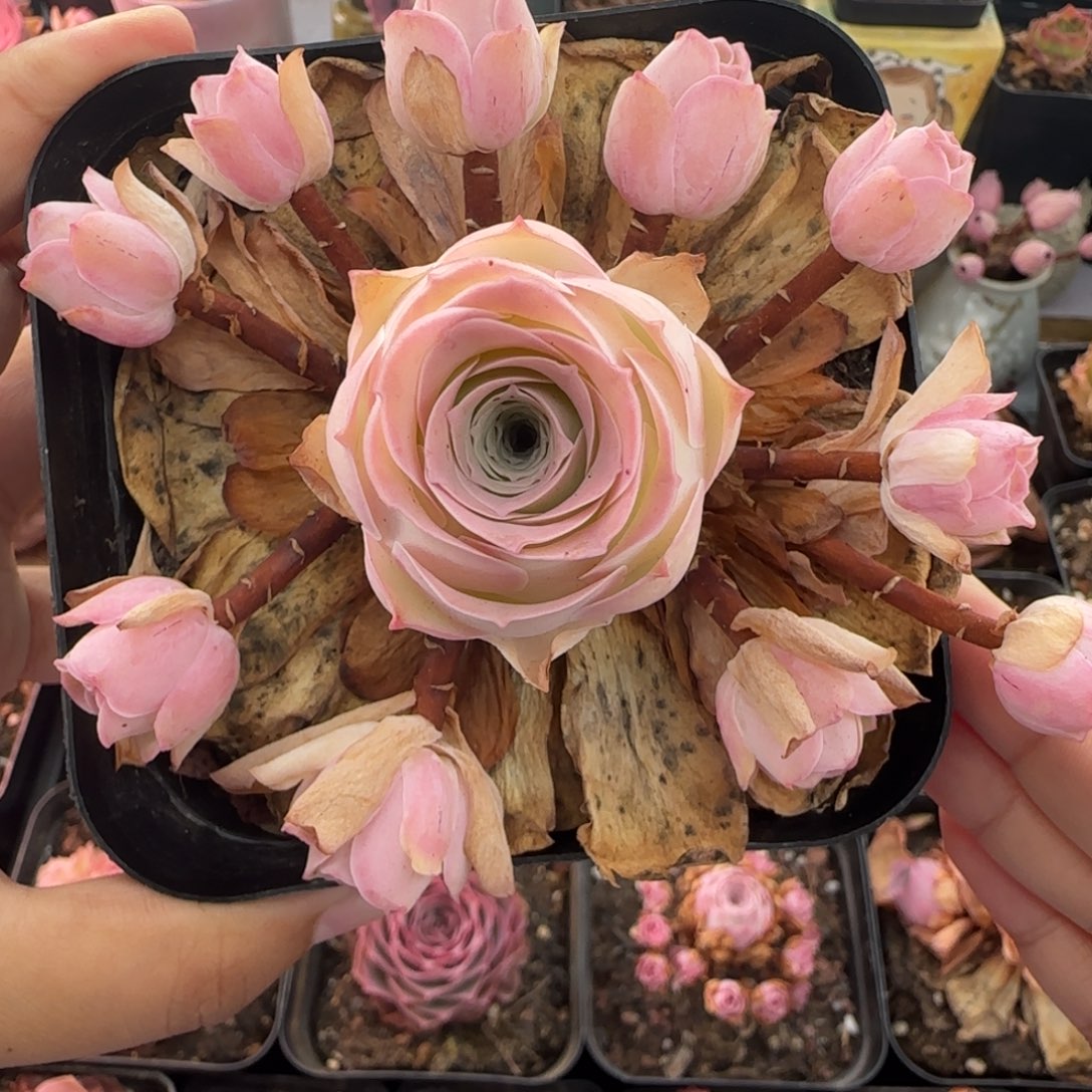 L102半城玫瑰小仙女