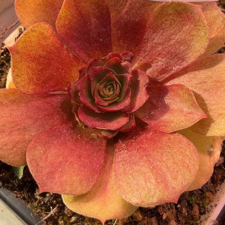 予***এHD603 东方雨霖  上播福利