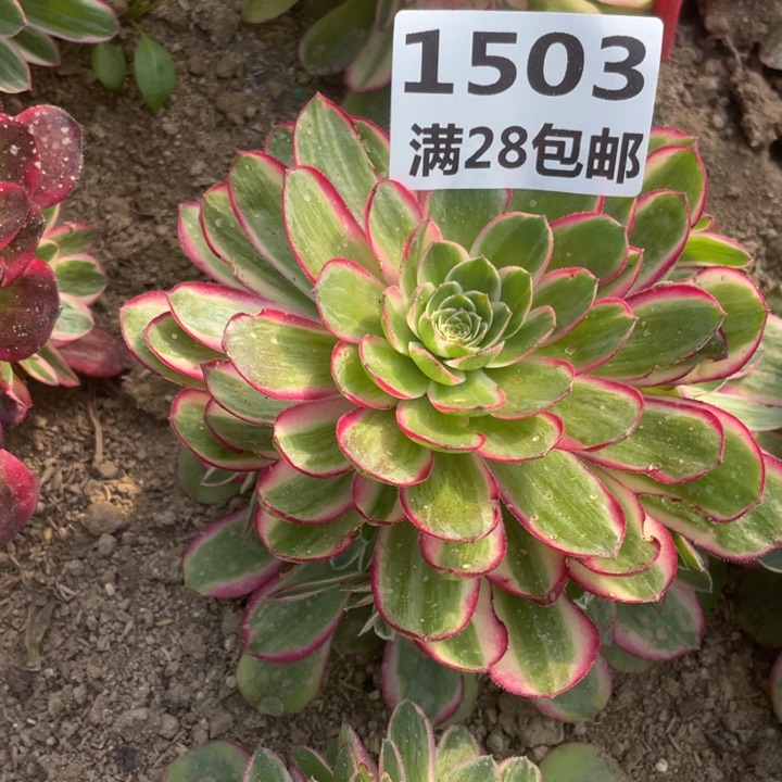 1503三号棚孔雀翎