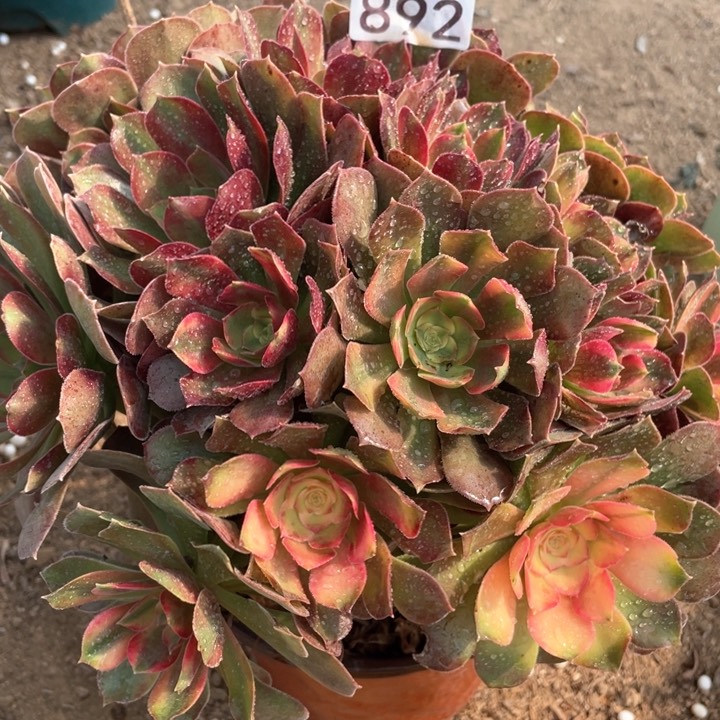 892多肉植物红牡丹