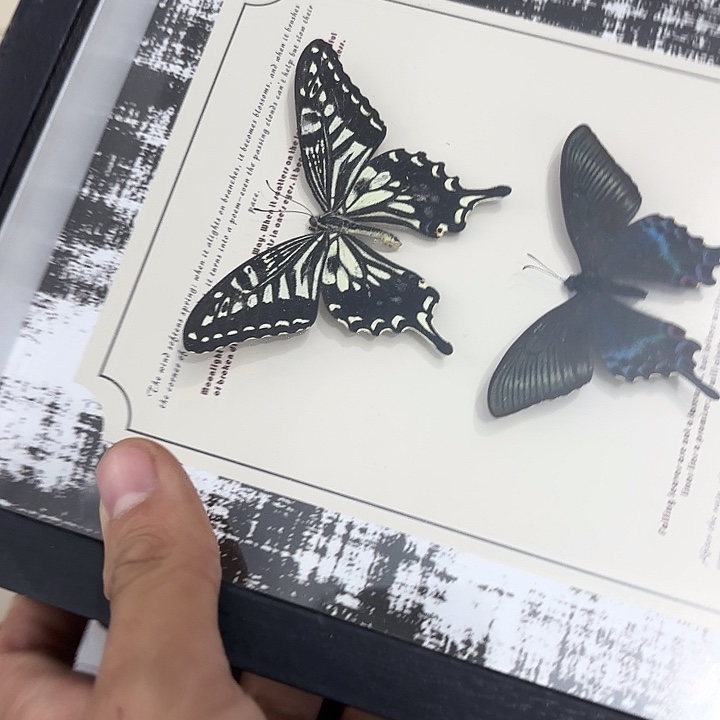 素***蝴蝶标本定制051号