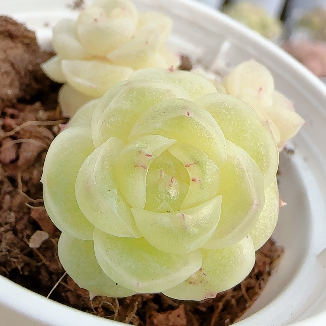 1203-109（fm-9-1）散的