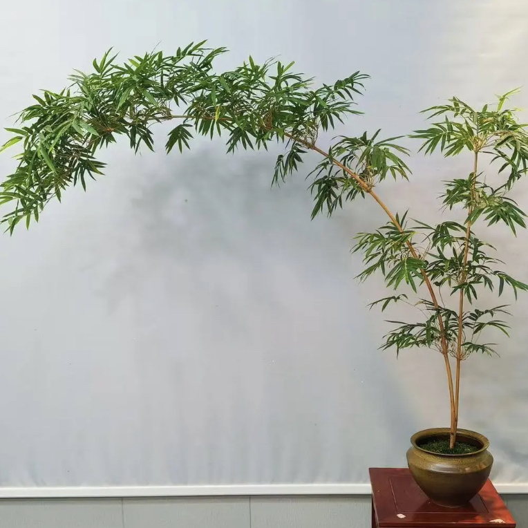 直播间红观音竹室内观赏绿植四季常青好养活