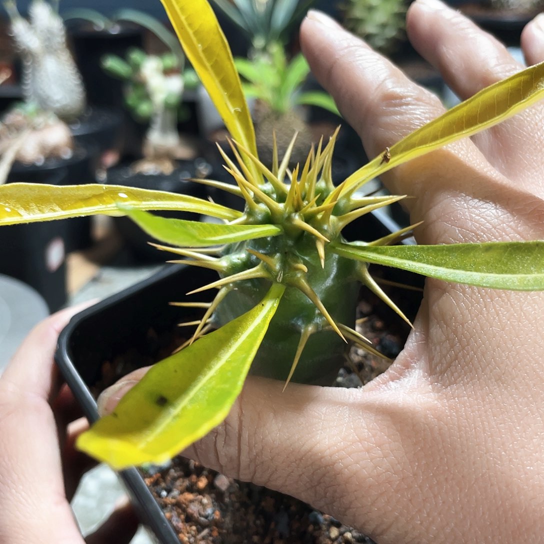 ﻩ****天666666666666666666