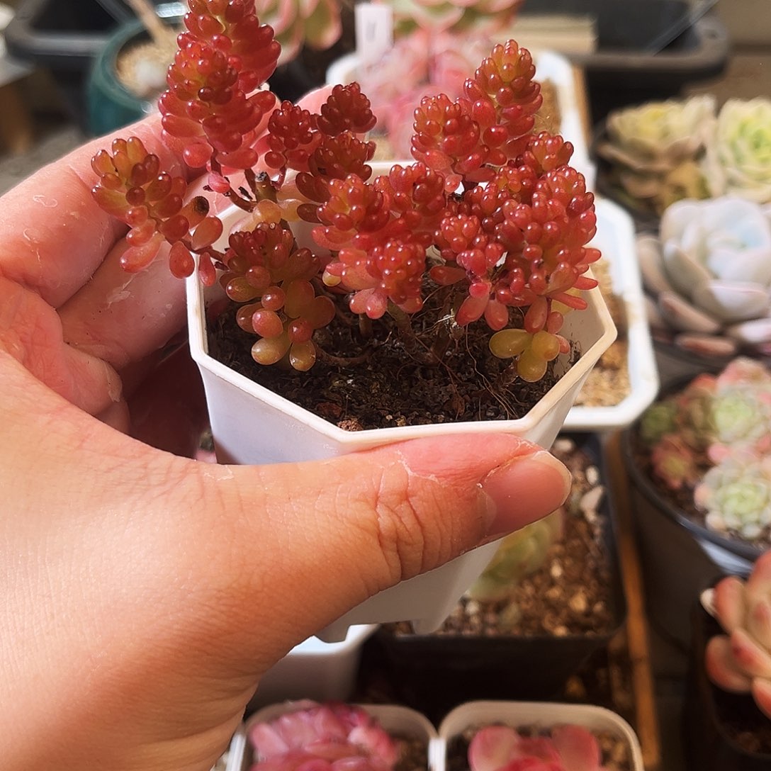 乖***兔多肉植物一物一拍