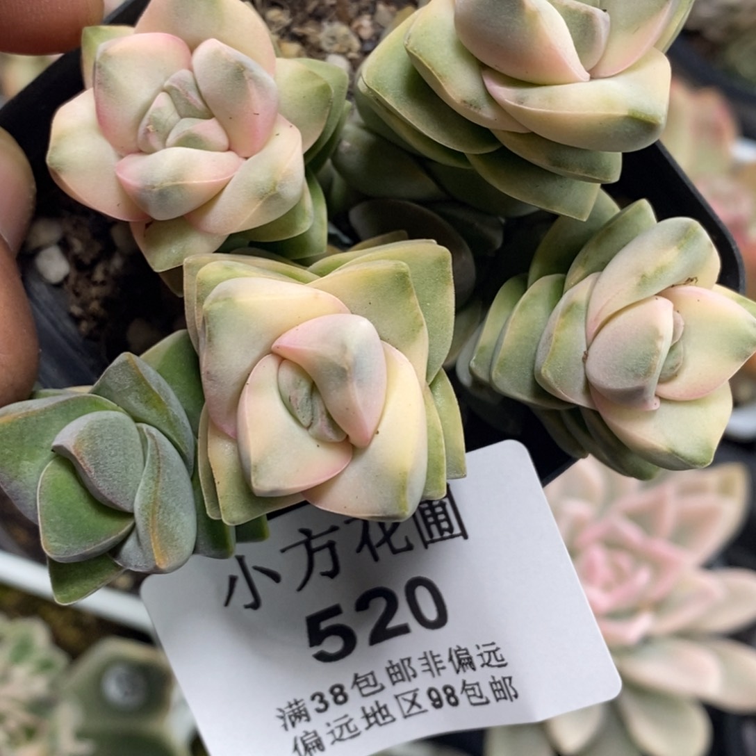 520纪之川锦变异六角