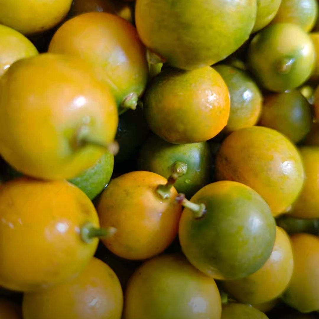 第2代滑皮金桔纯甜无酸皮薄肉厚产地直发